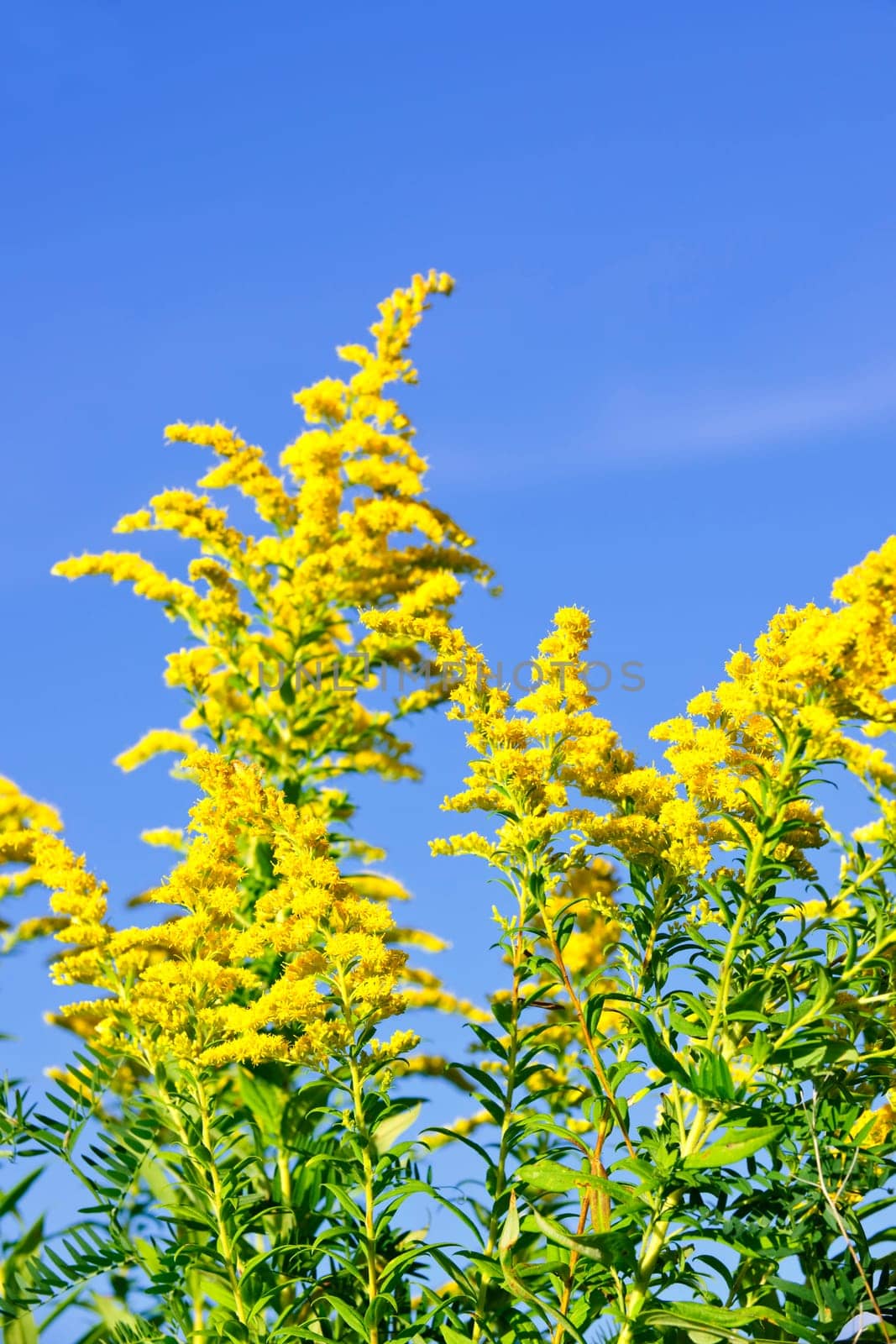Goldenrod plant