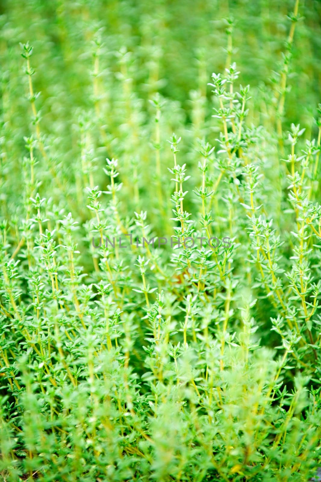 Thyme plants