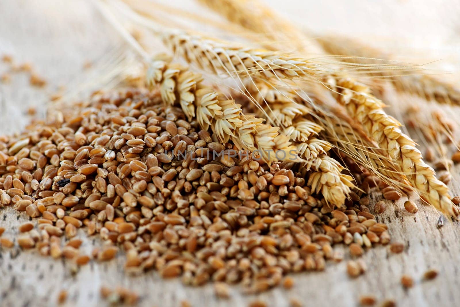 Whole grain wheat kernels closeup
