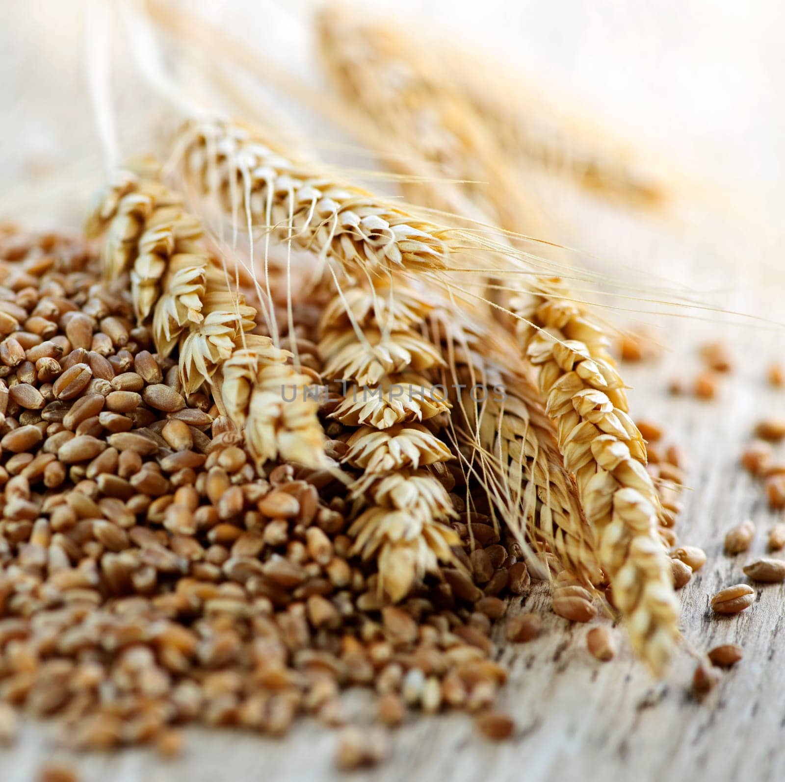Whole grain wheat kernels closeup