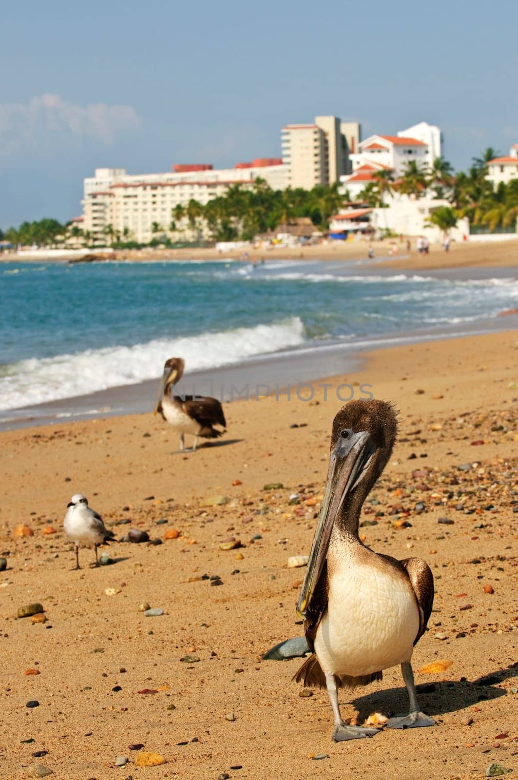 Pelicans on beach in Mexico