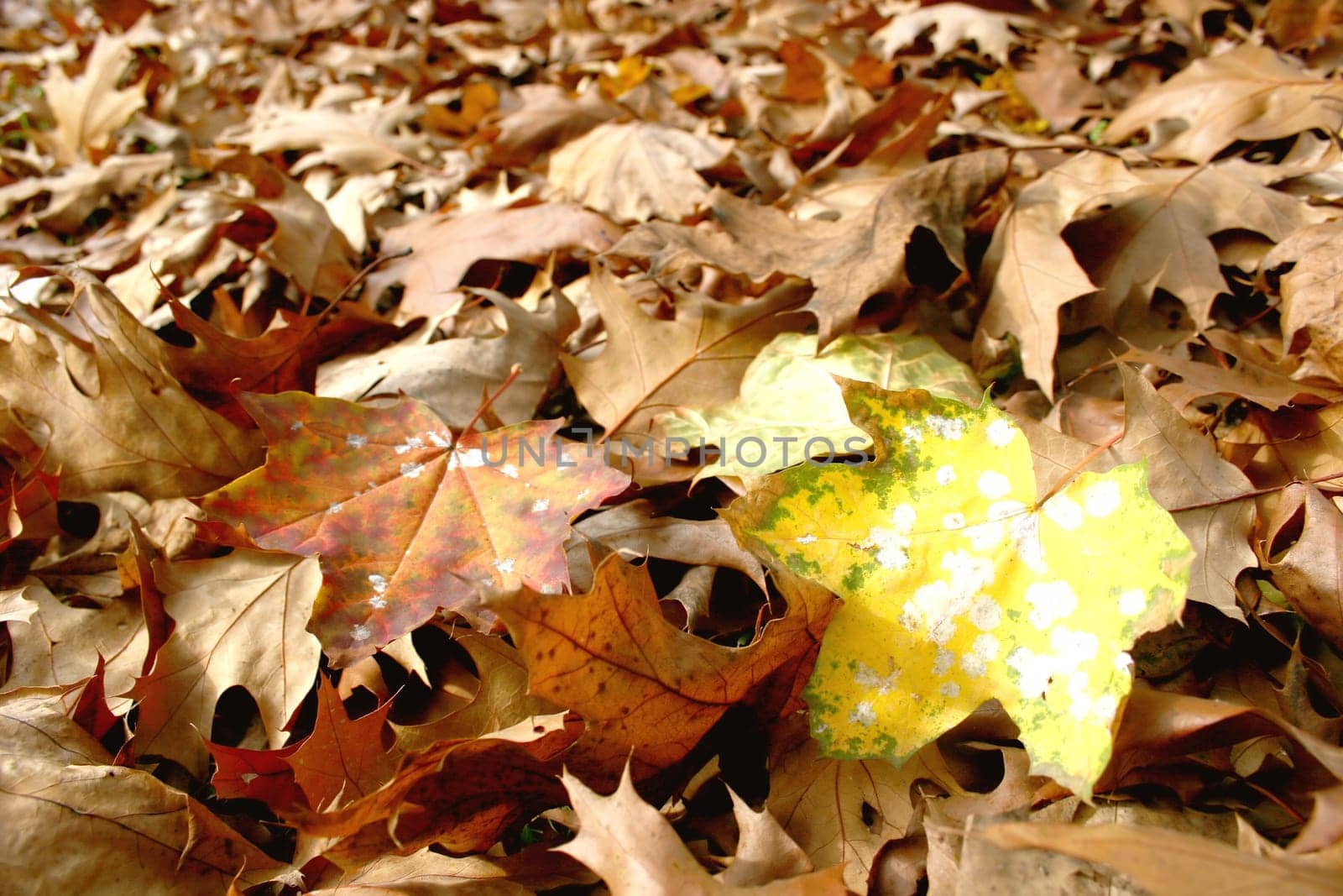 Maple Autumn Leaves