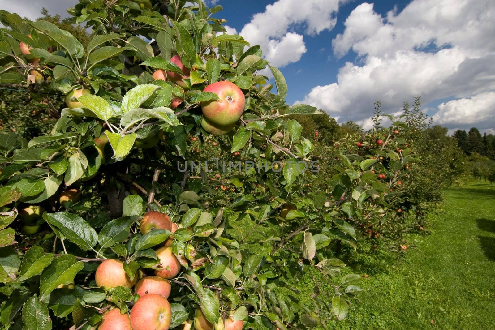 Apple tree on a meadow orchard