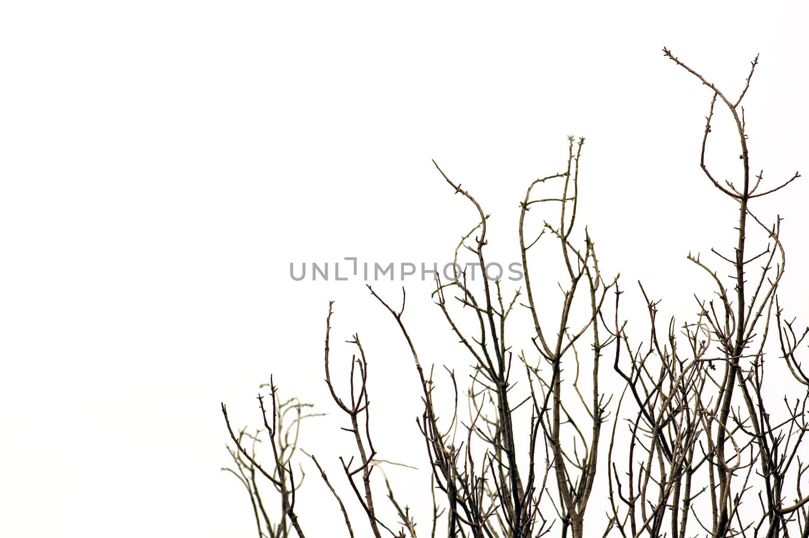 autumn trees