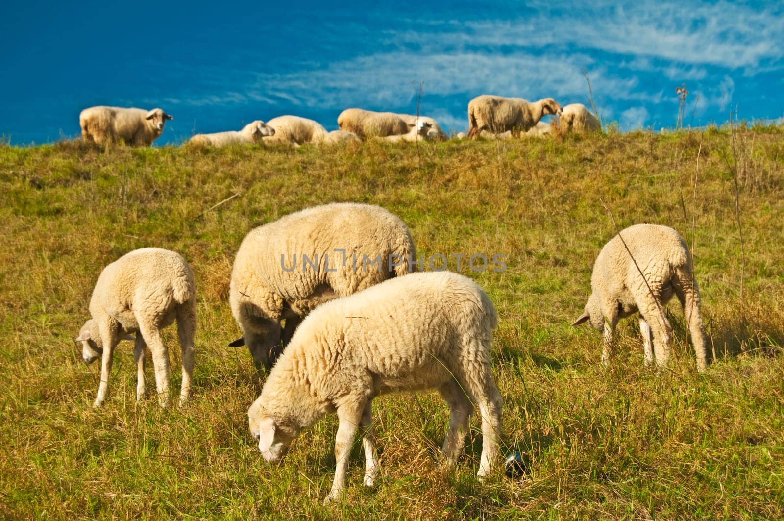 Sheep in the pasture