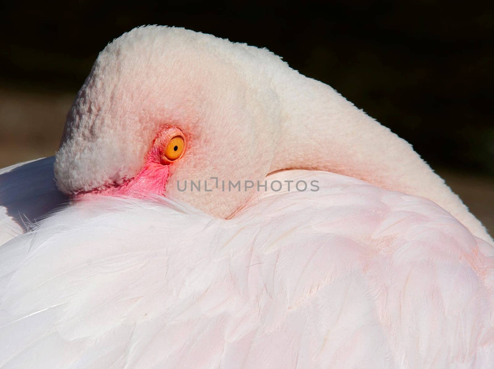 flamingo
