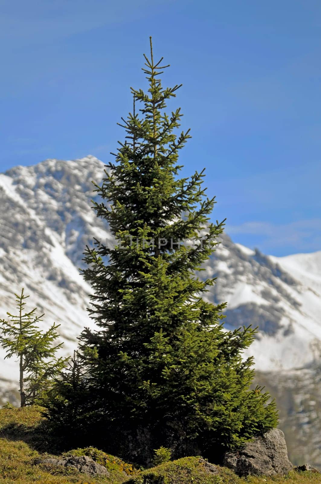 tree without christmas