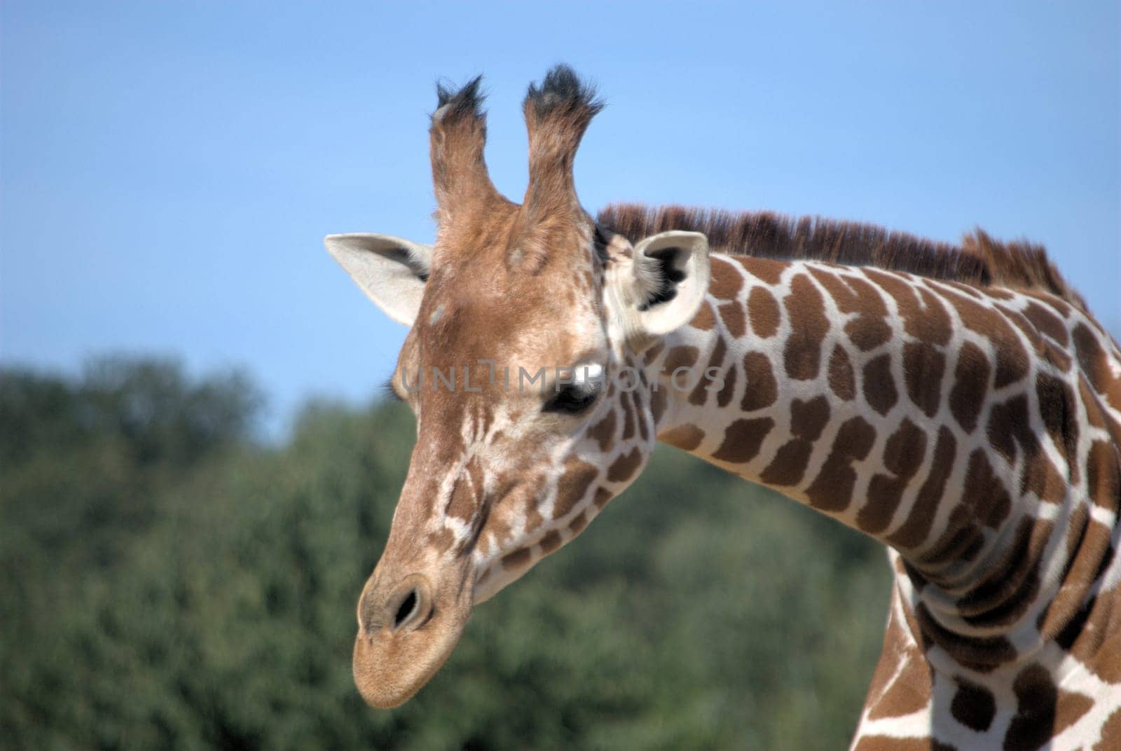 Giraffe Head and neck