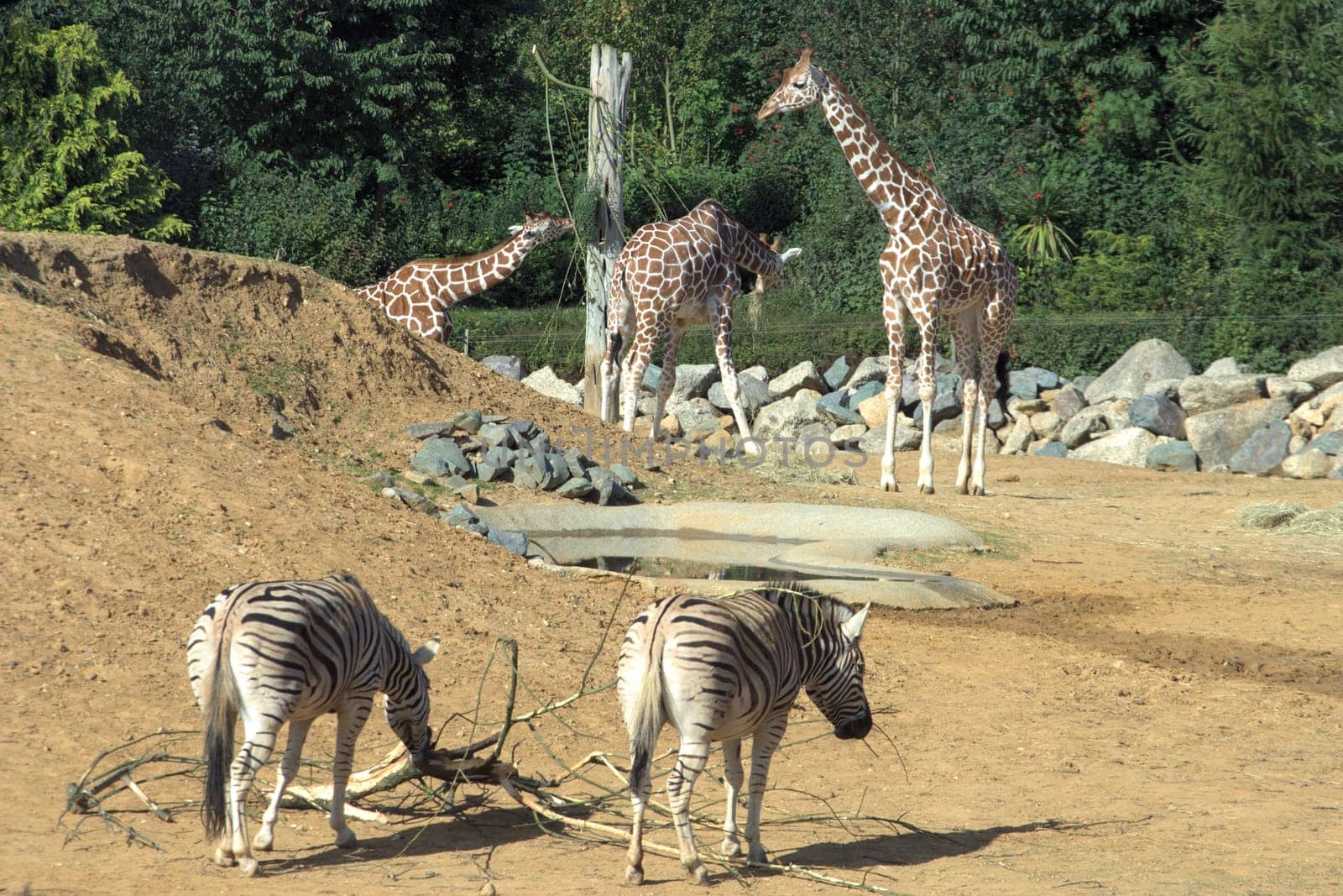 Giraffes and Zebra