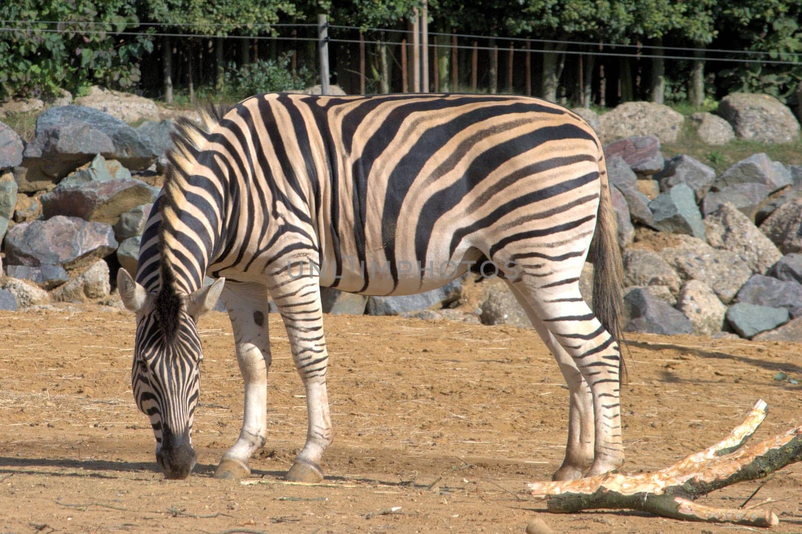 Zebra