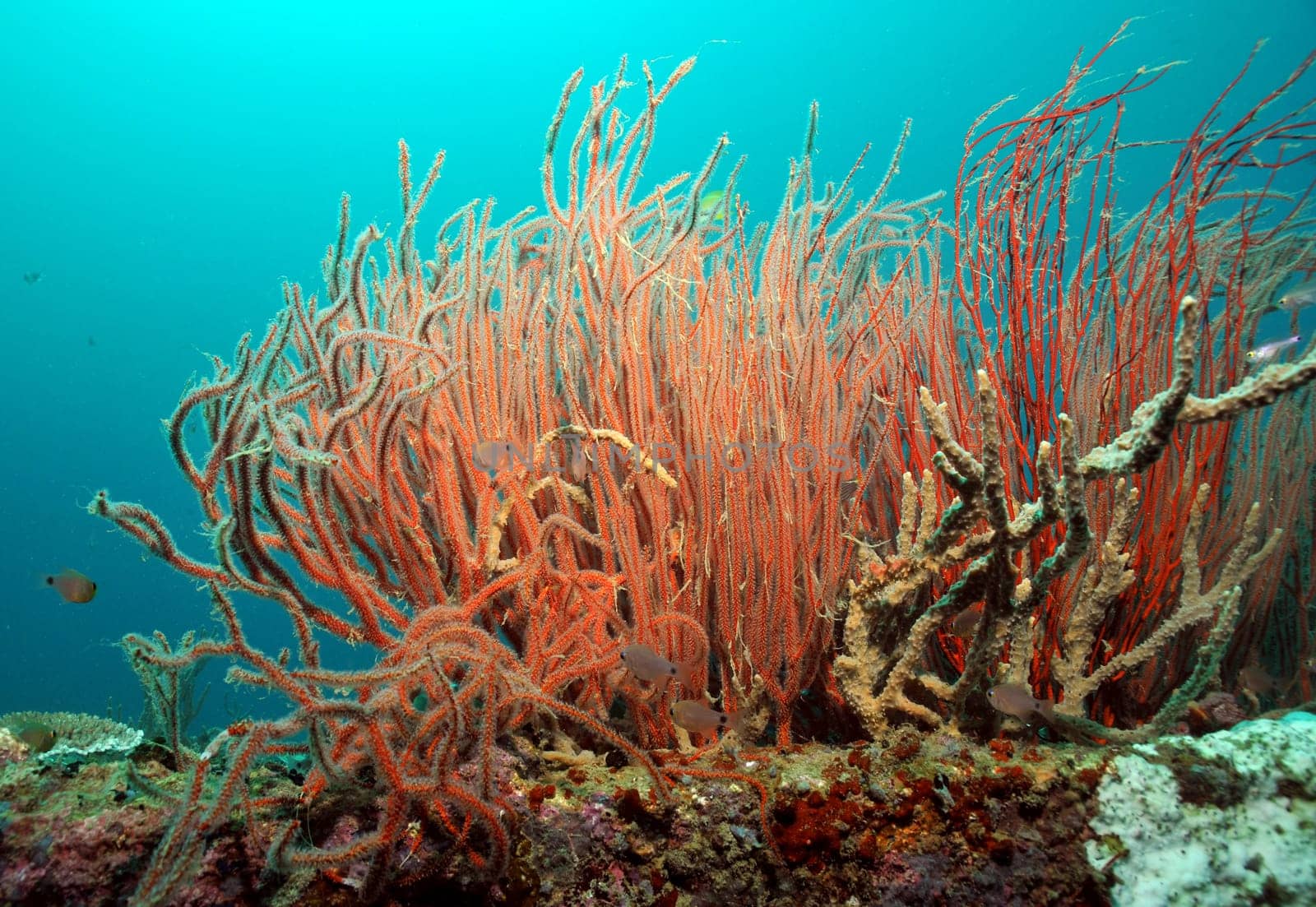 Sea whips on a wreck near Sangat Island