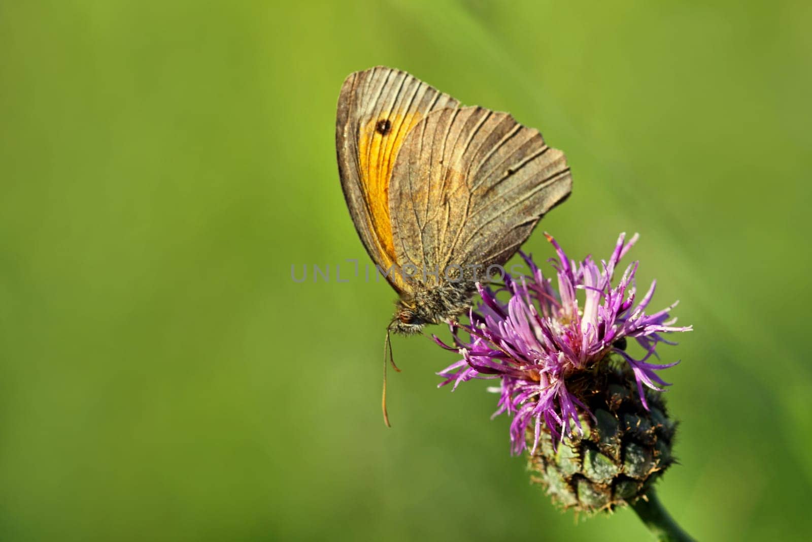 Males of the Great Oxeye