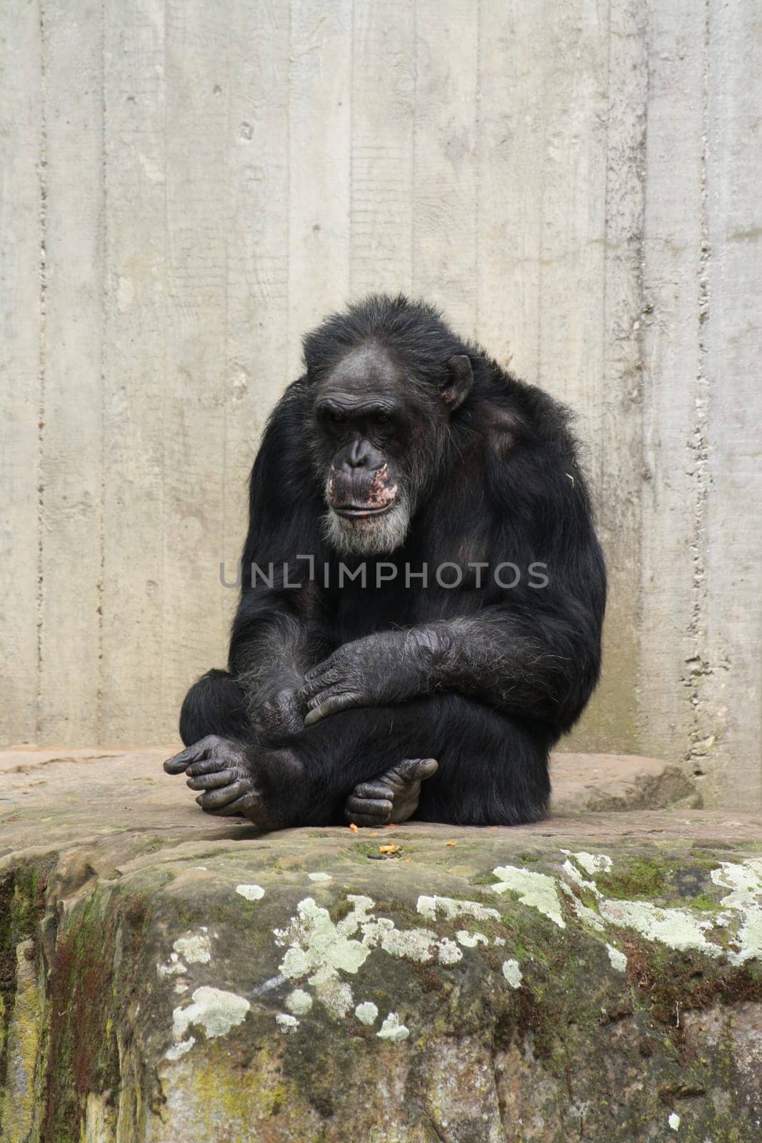 Monkey sitting on a rock