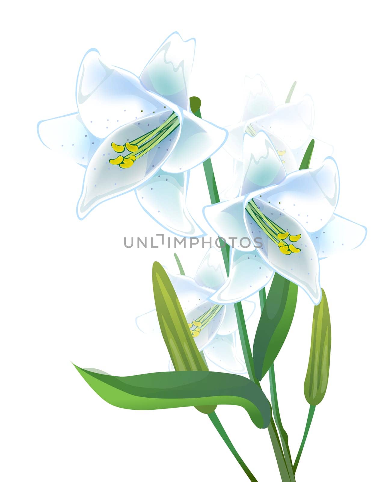 lily