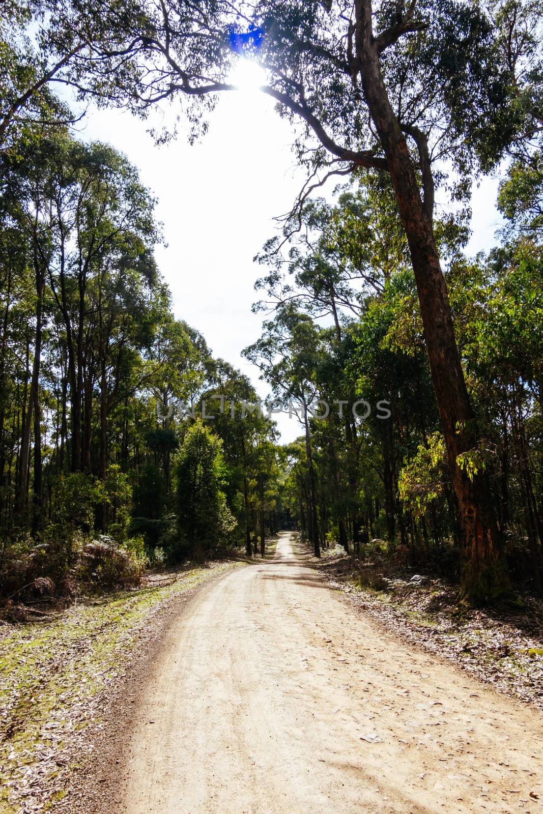 Australian rural country scene in Kinglake National Park near Kinglake, Victoria, Australia