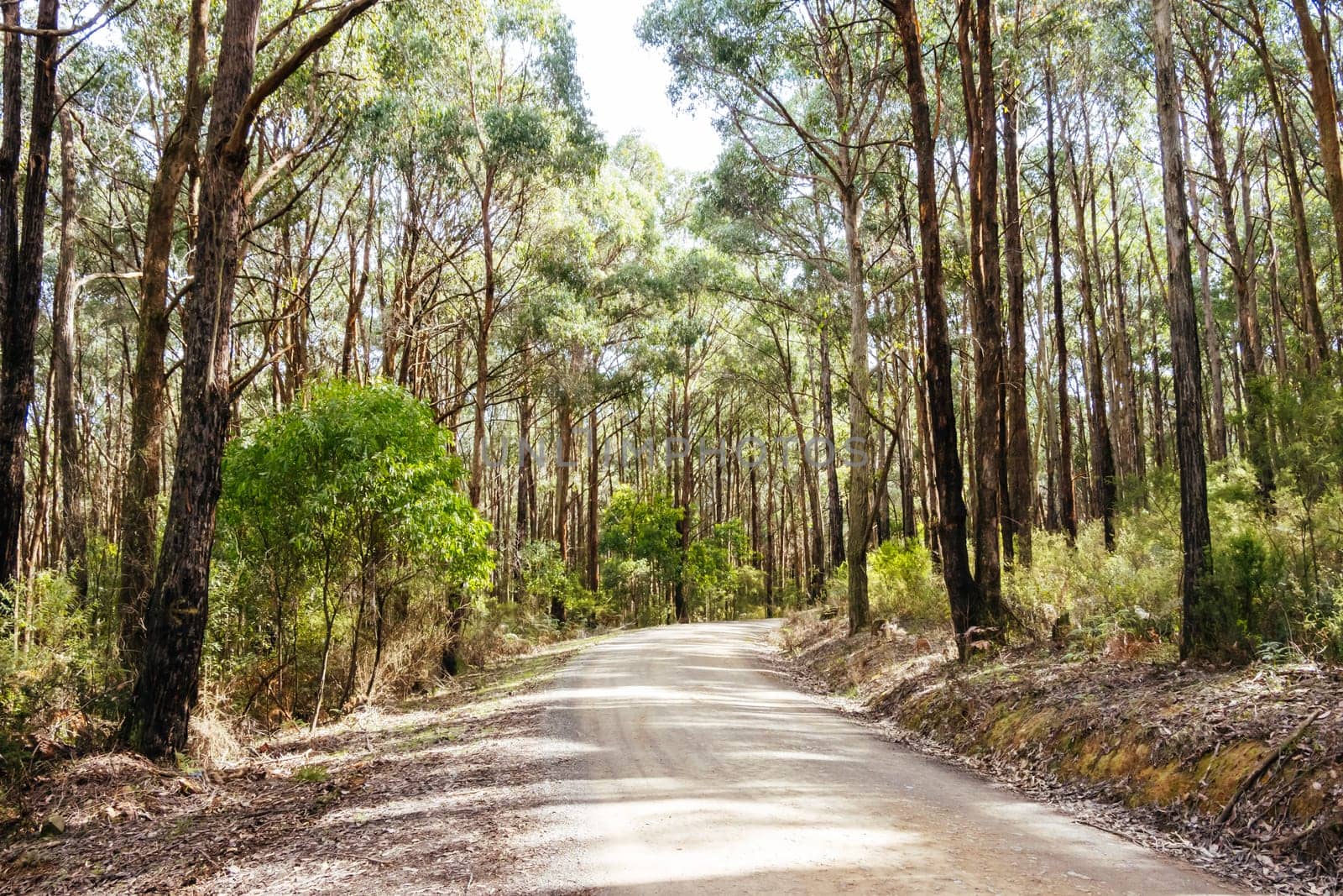 Australian rural country scene in Kinglake National Park near Kinglake, Victoria, Australia