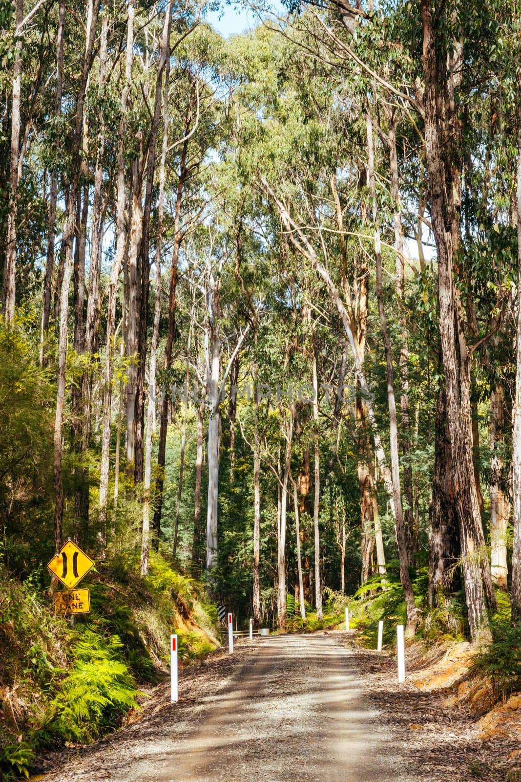 Australian rural country scene in Kinglake National Park near Kinglake, Victoria, Australia