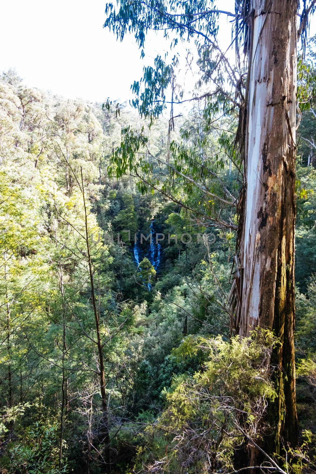 Wombelano Falls in Kinglake National Park on a cool spring day in Melbourne, Victoria, Australia