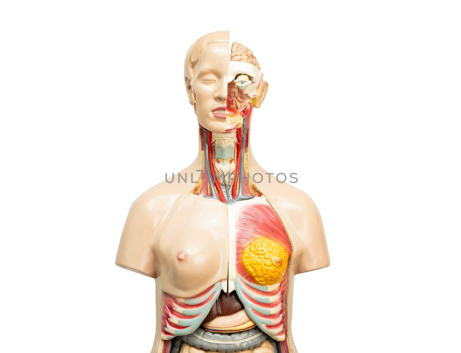 Human model anatomy for medical training course, teaching medicine education isolated on white background with clipping path. by pamai