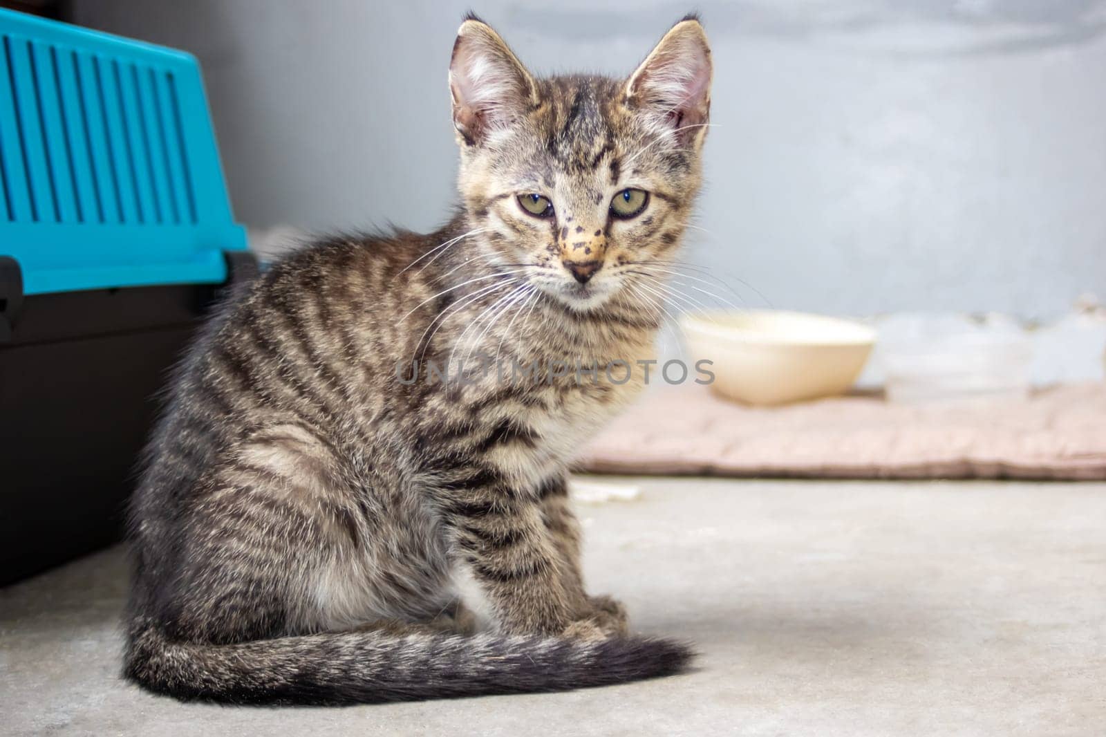 One small tabby gray kitten, close up portrait