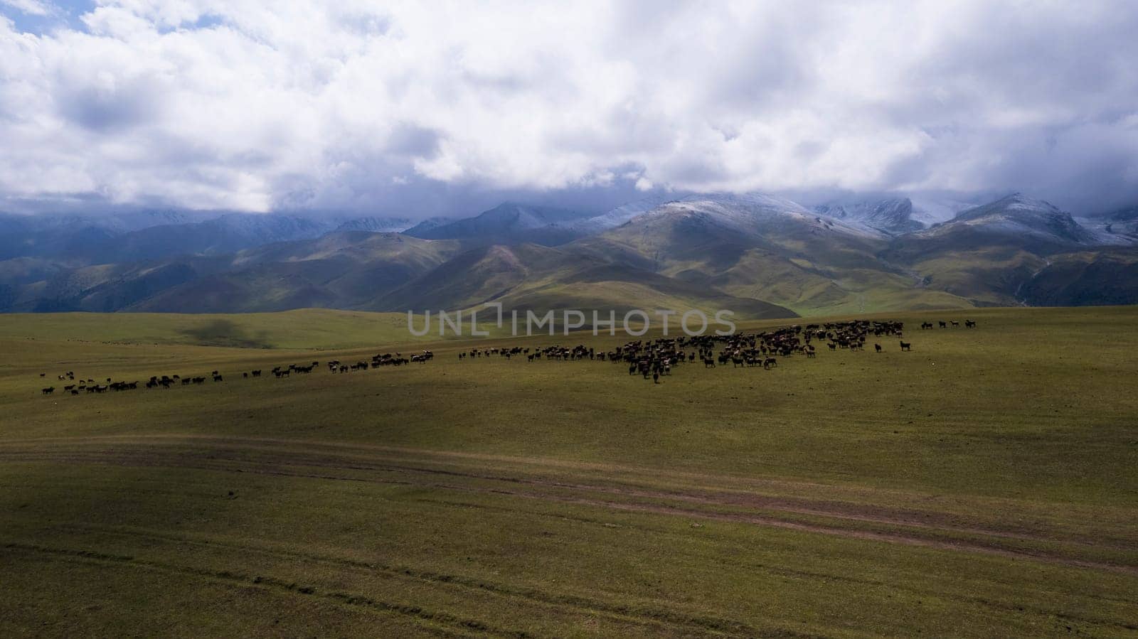 A herd of sheep grazing on a mountain green field. Sheep are running away from the drone. View of the snowy peaks shrouded in white clouds. Shadows from clouds on meadows. Green hills. Kazakhstan