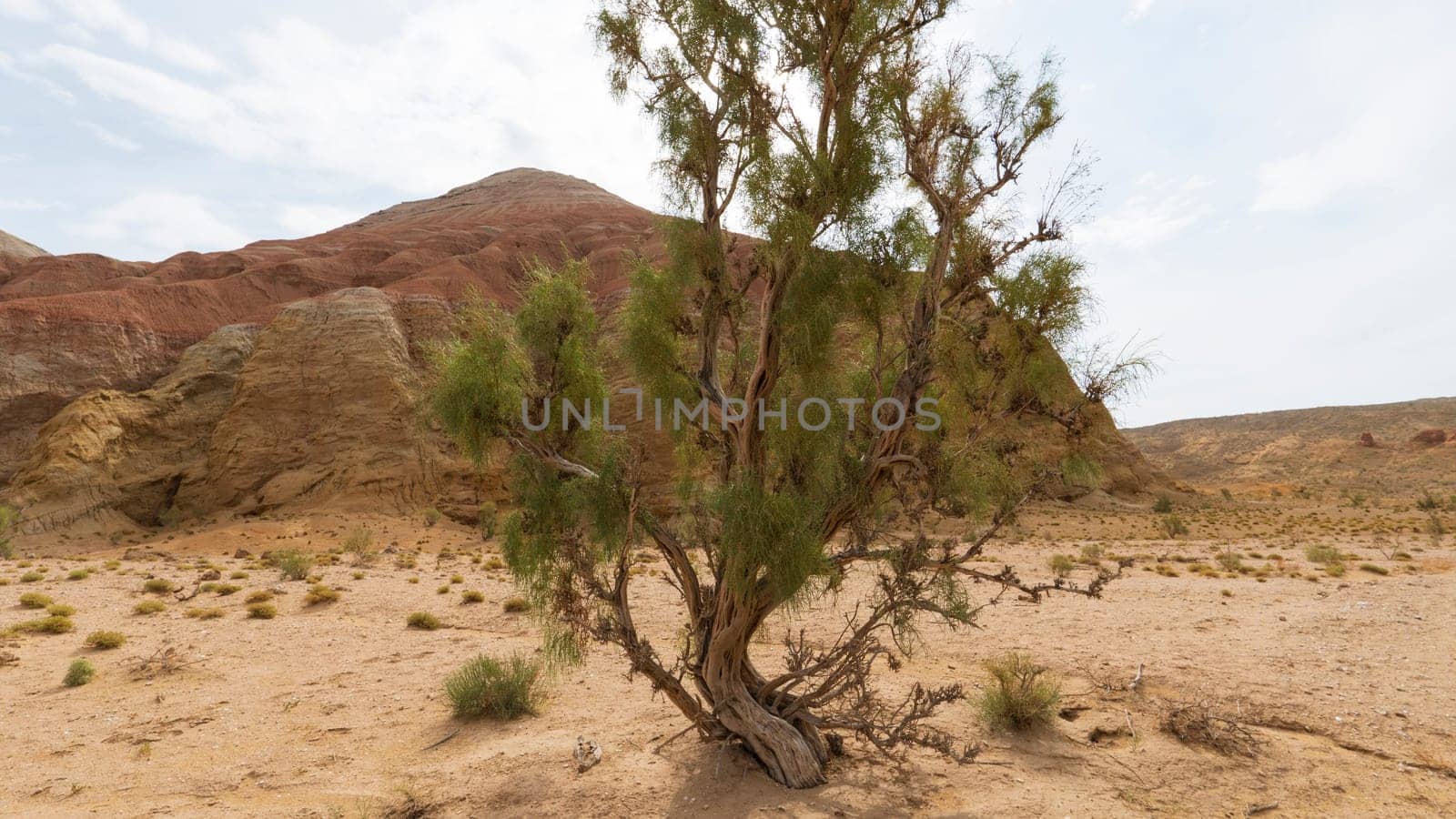 An ancient saxaul bush grows in the middle of the gorge. Colored calcareous and rocky mountains with a pink-red hue. There are rocks, grass and sand all around. The rays of the sun. Dry living tree