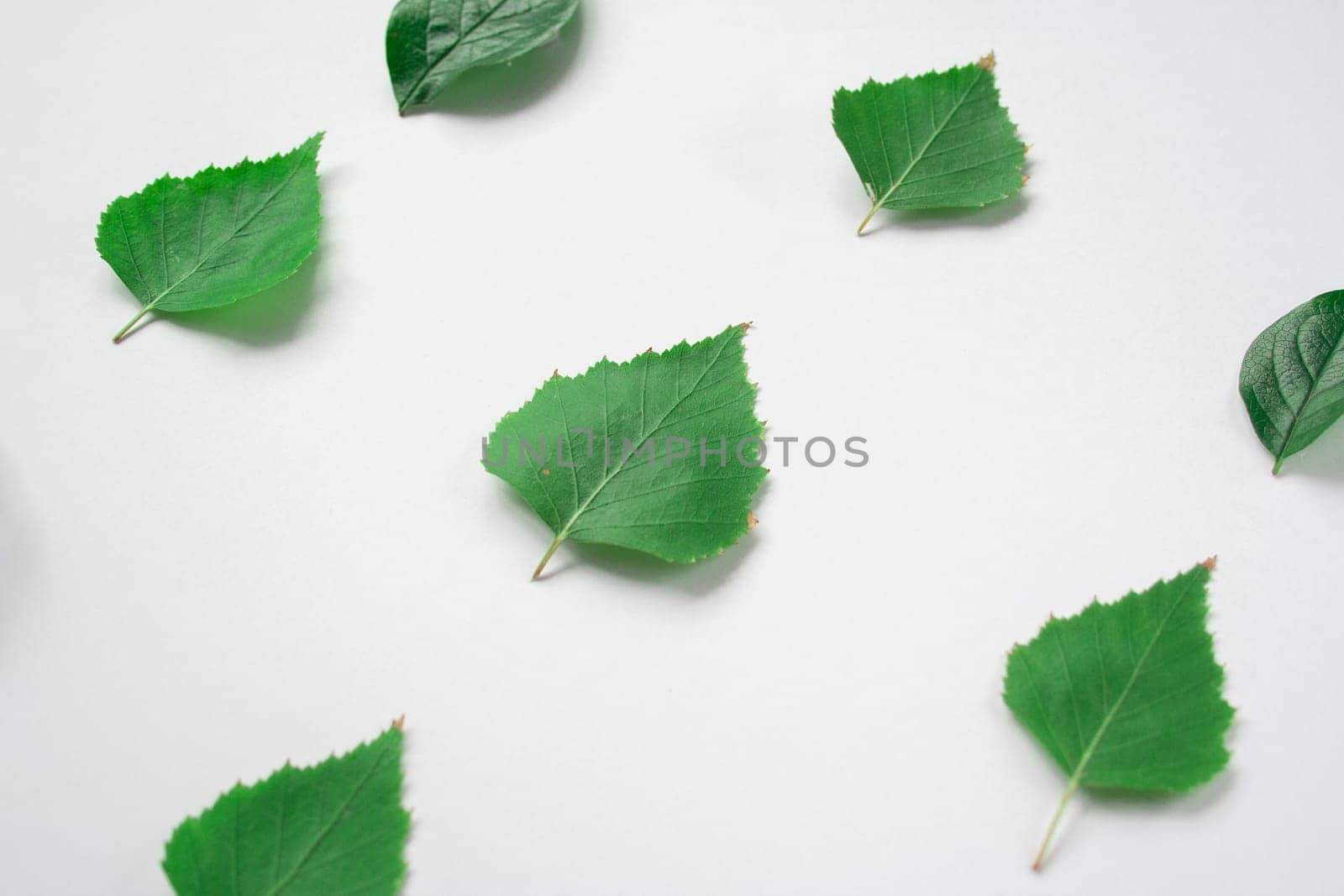 green leaves in square shape banner side view isolated on white background. green leaf composition. flat lay