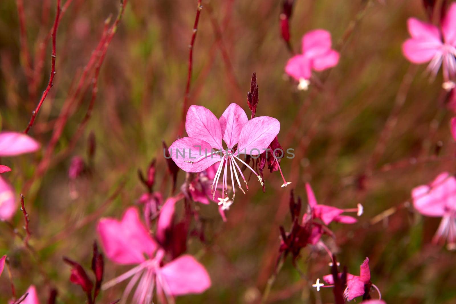Group of Gaura estrellira flowers in the bush, out of focus background, and detail by raul_ruiz