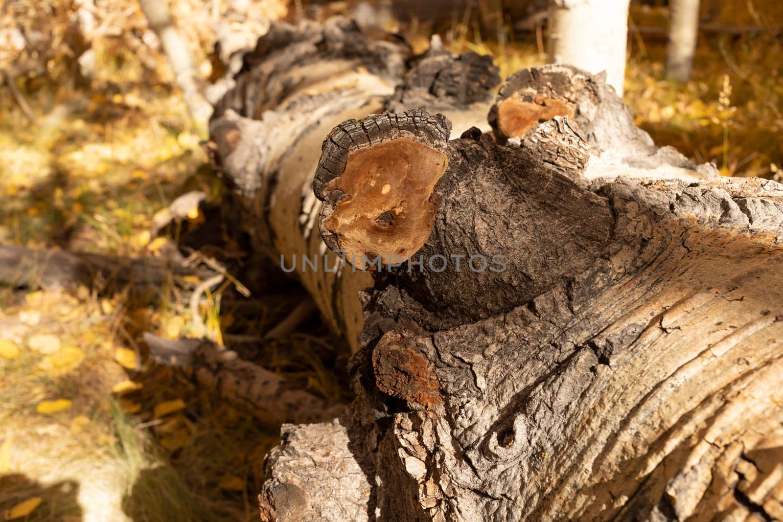 Closeup Inonotus Obliquus Called Chaga, Brown Parasitic Fungus On Tree In Forest. Healing Wild Mushroom Boosting Immune System, Fighting Cancer, Lowering Cholesterol. Healthy Pure Natural. Horizontal.