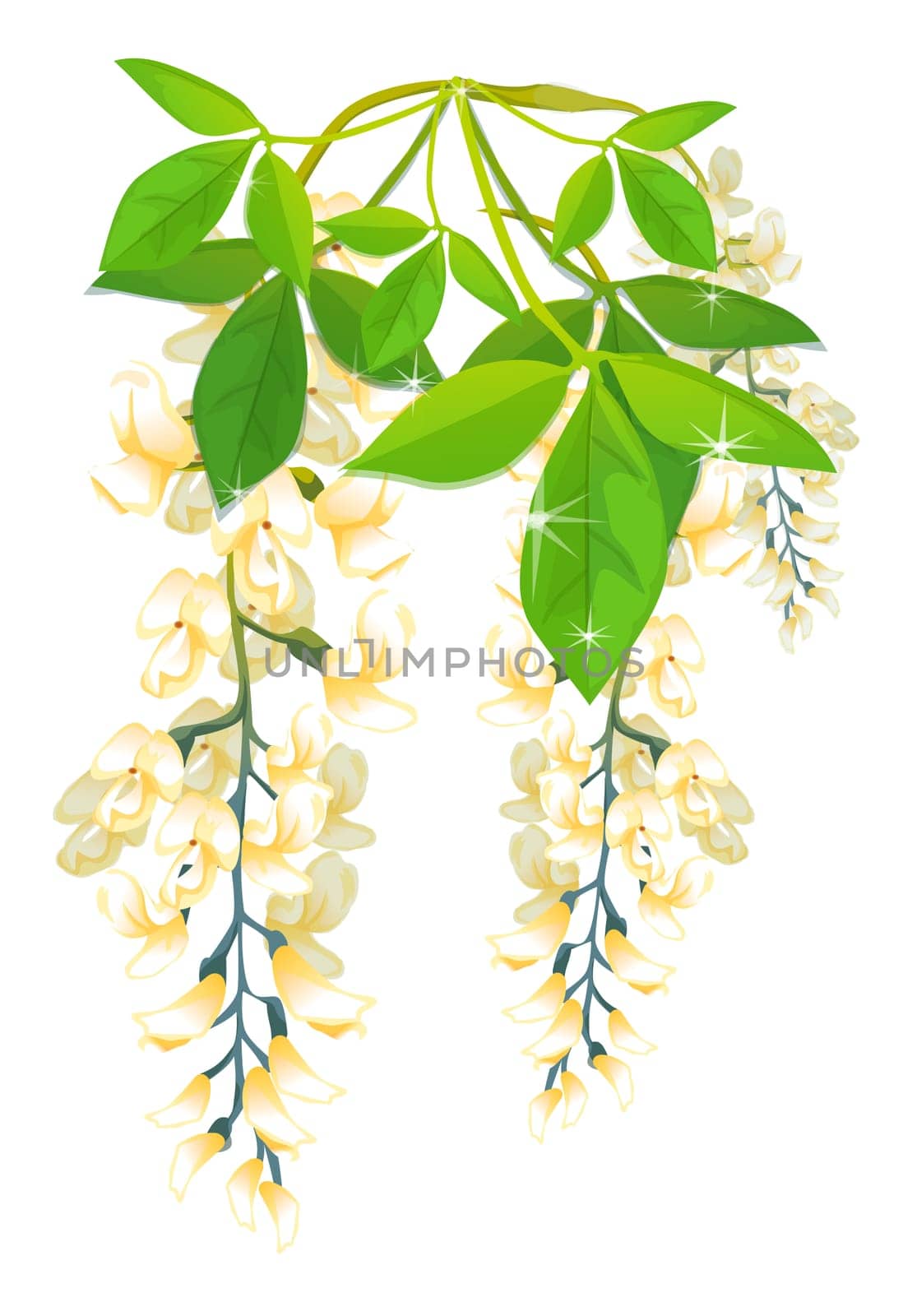 Wisteria