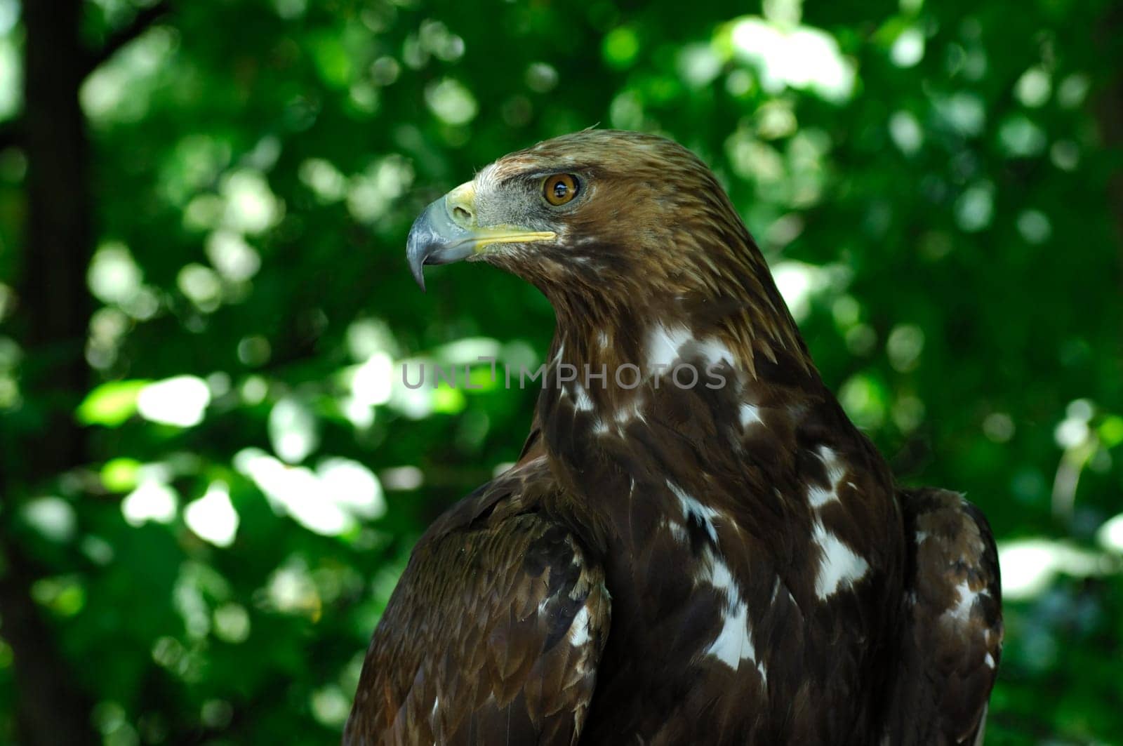 Golden eagle