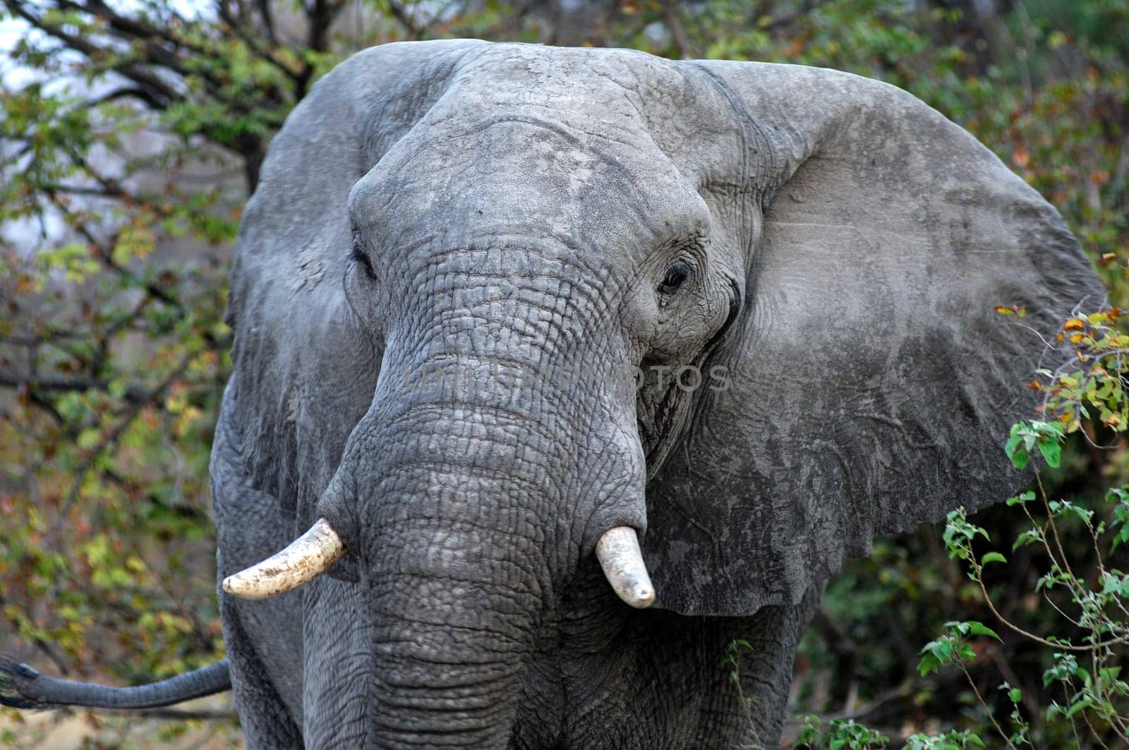 old bull elephant