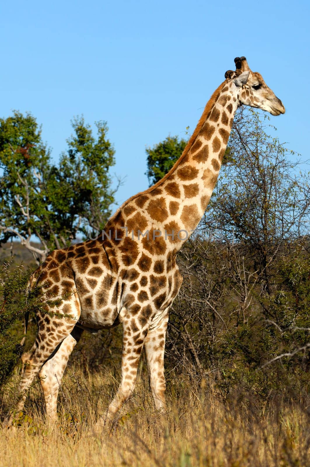 Giraffe (Giraffe camelopardalis)
