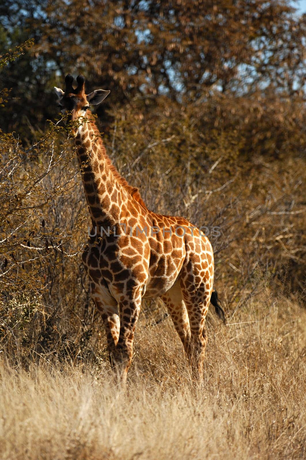 Giraffe (Giraffe camelopardalis)