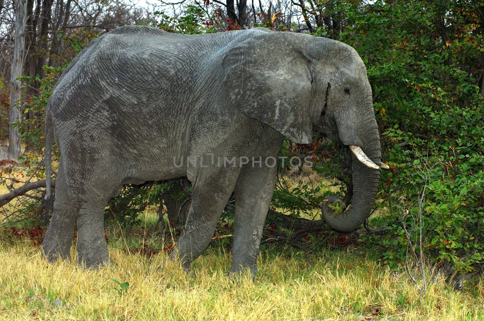 old bull elephant