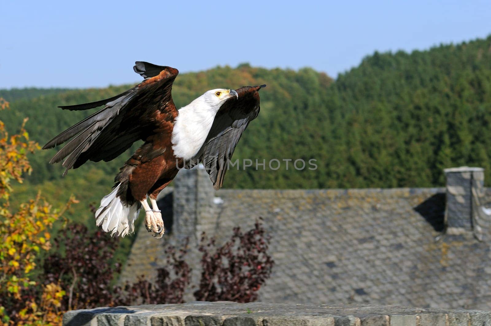Bald eagle in flight