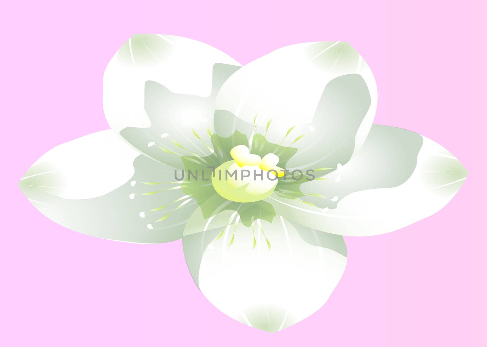 white flower