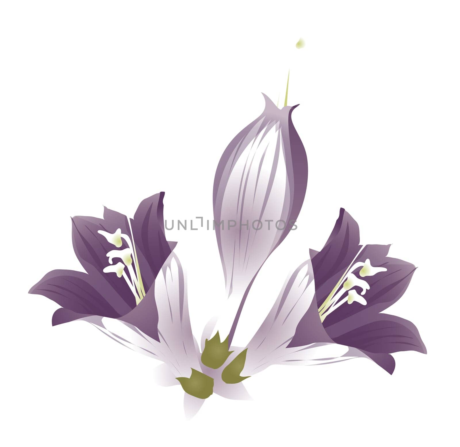 purple flower