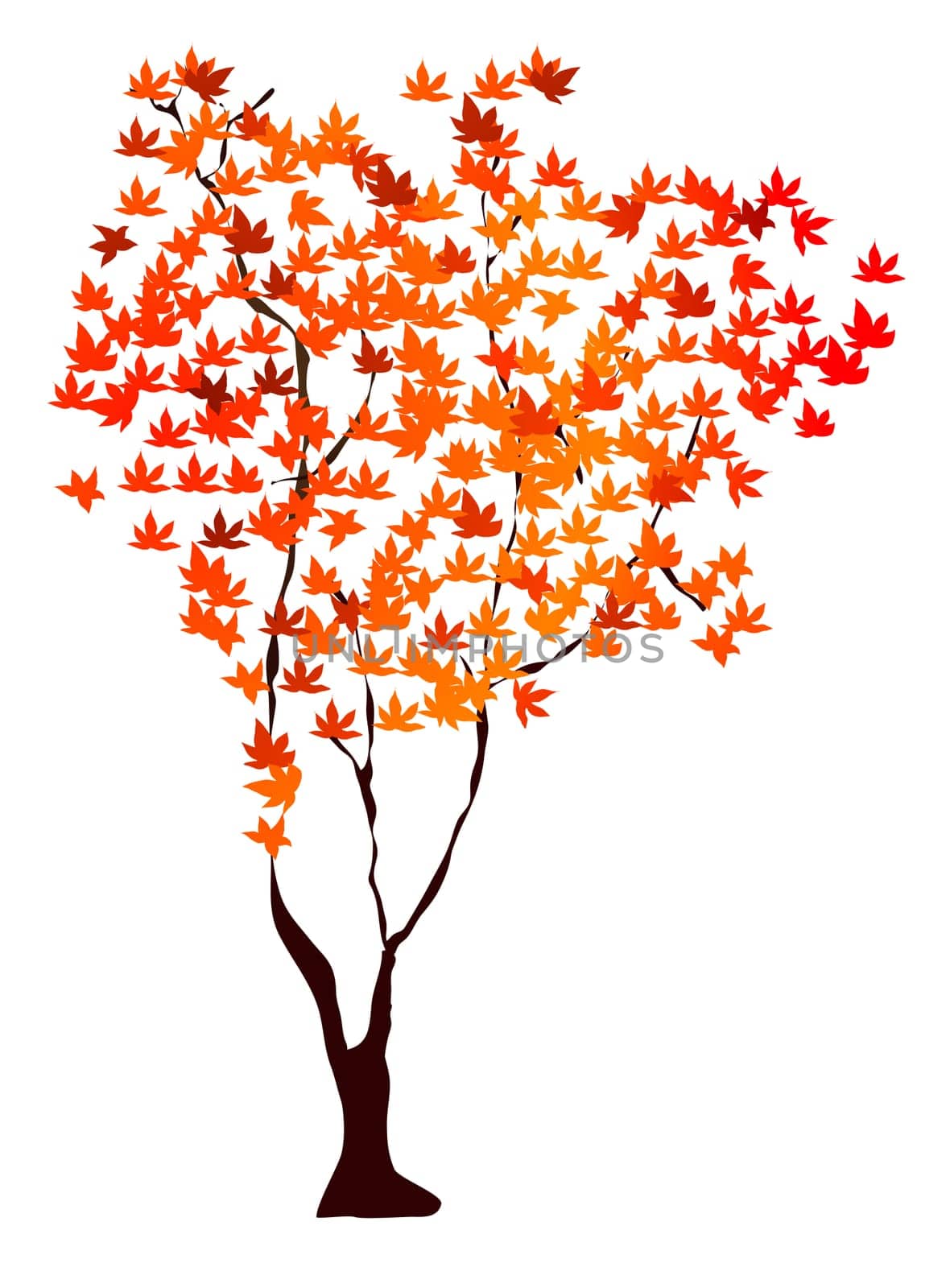 maple tree