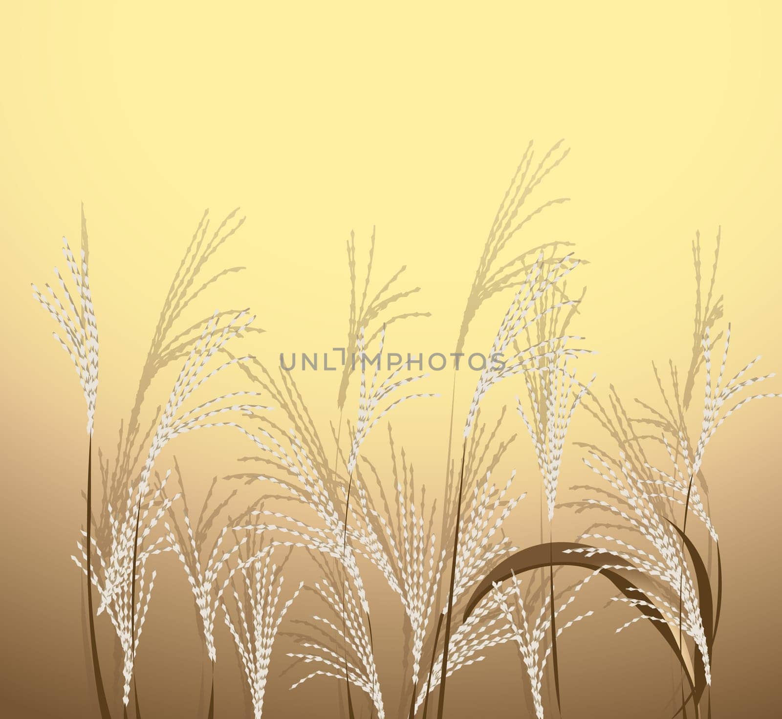 reed