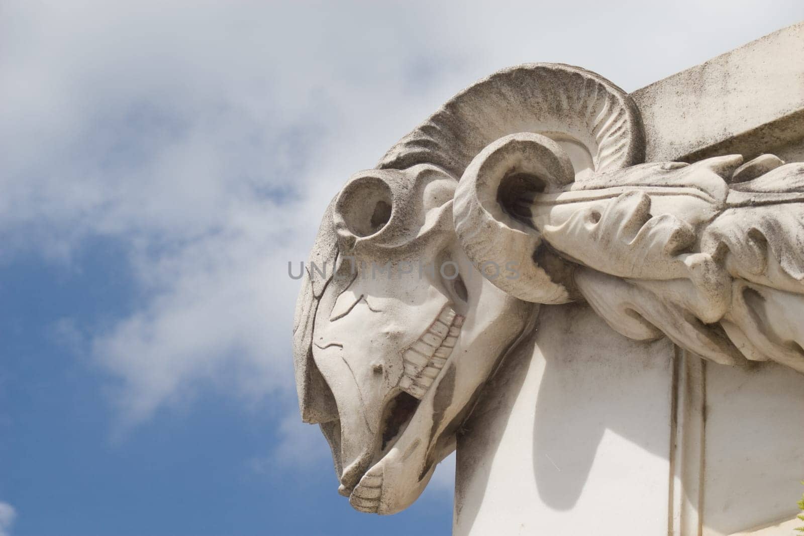 Sheep Skull