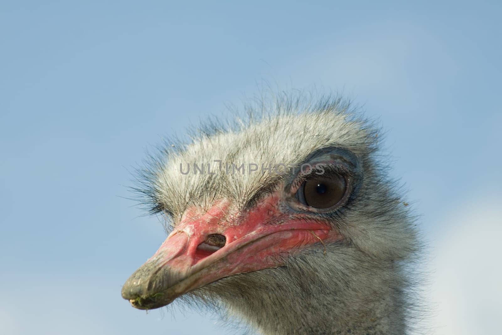 Ostrich view