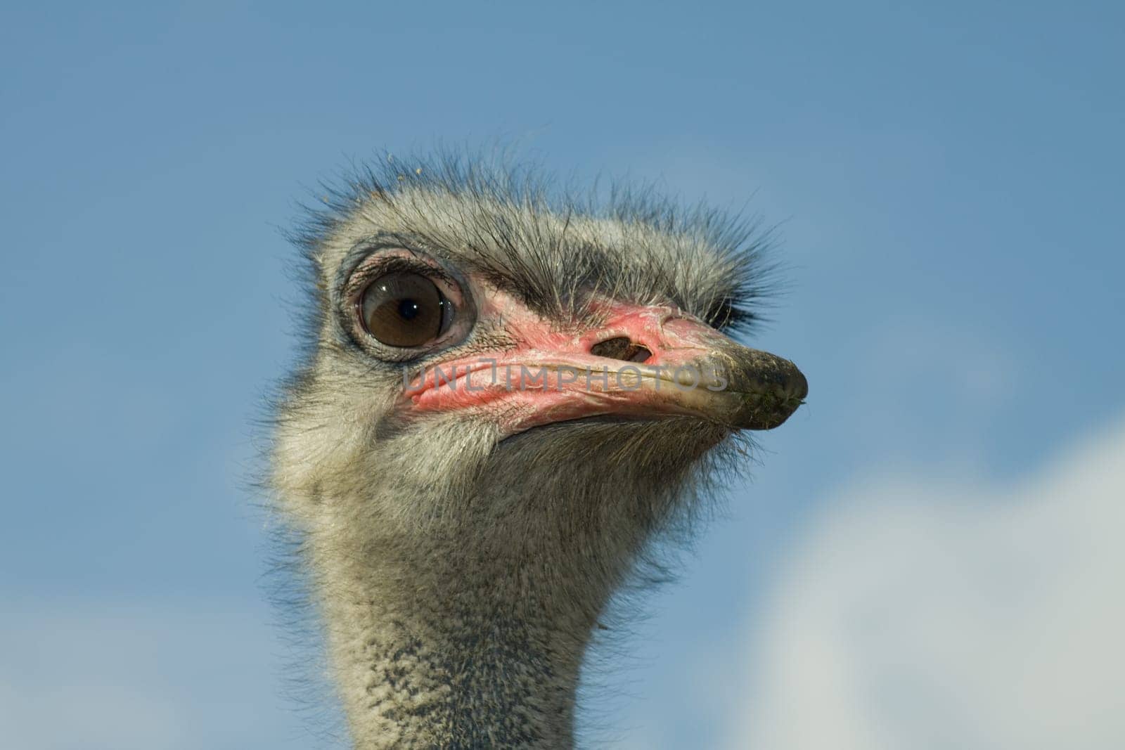 Head of the ostrich