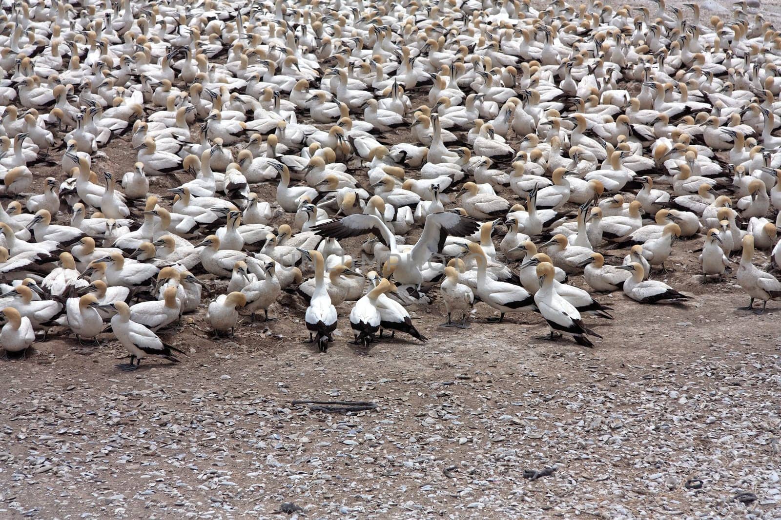 thousands of sea birds on the coast