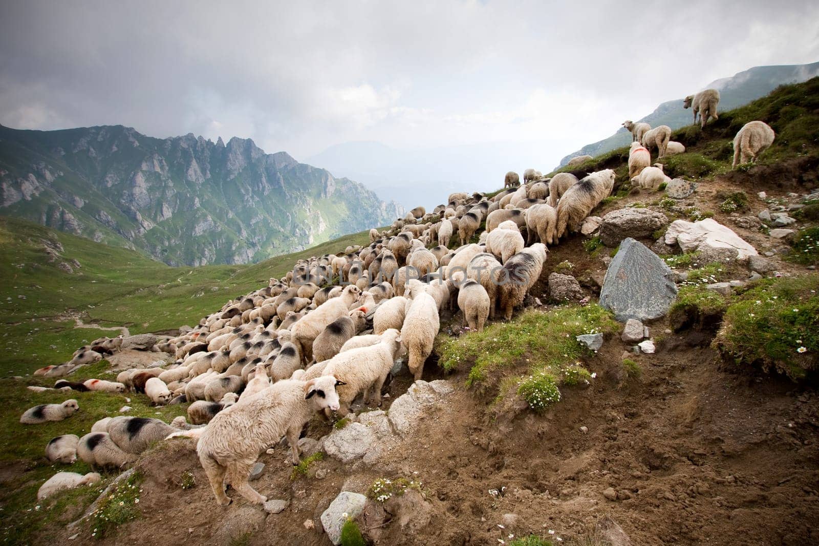Herd of sheep in Bucegi,Romania