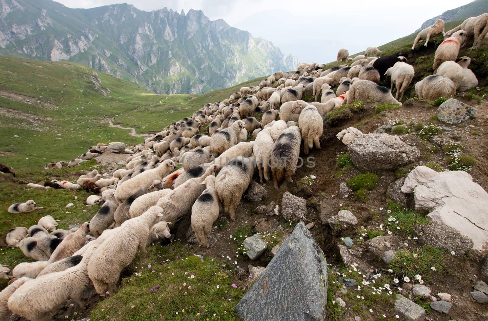 Herd of sheep in Bucegi,Romania
