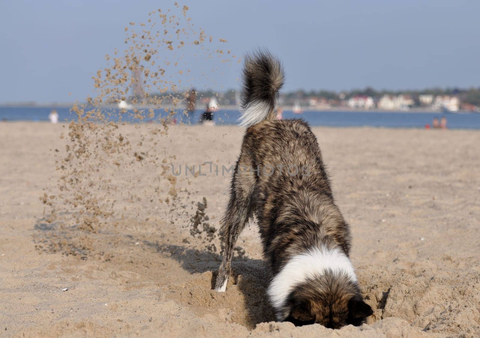 Dog digging on the beach