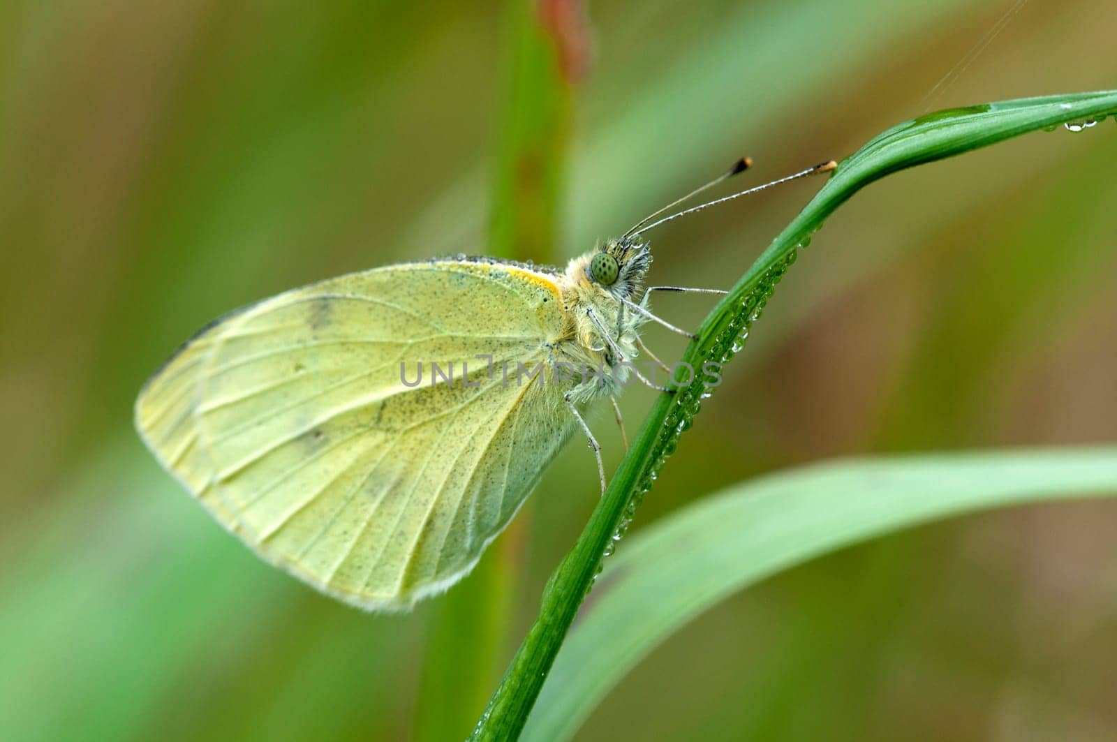 Greater cabbage white - Pieris brassicae