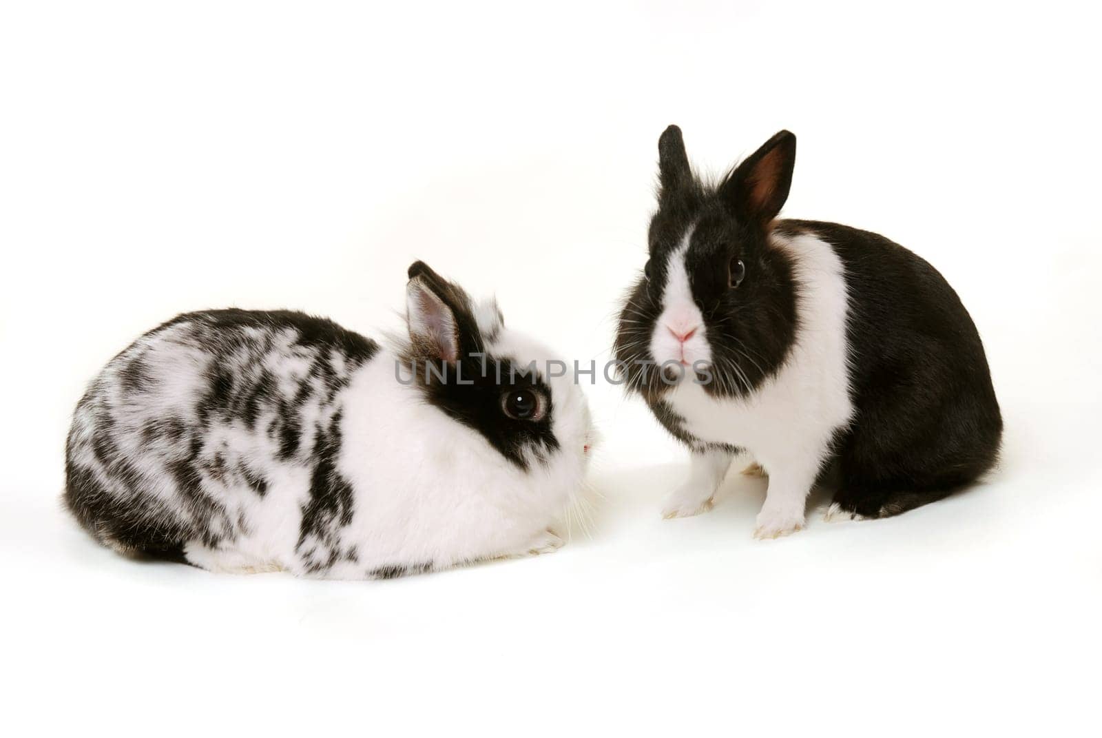 Lionhead Rabbit