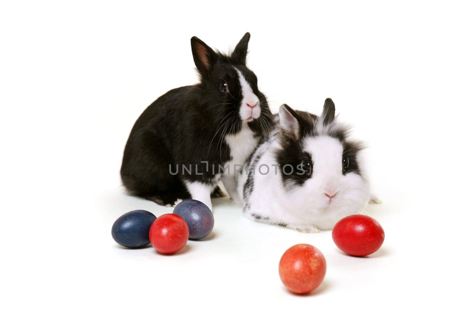 Lionhead Rabbit